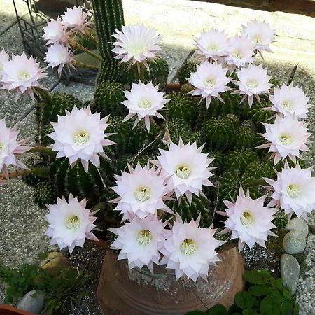 مبيت وإفطار رافيننا Il Giardino Roccioso المظهر الخارجي الصورة
